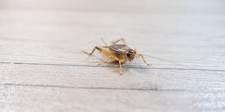 Pests Out of Your Home