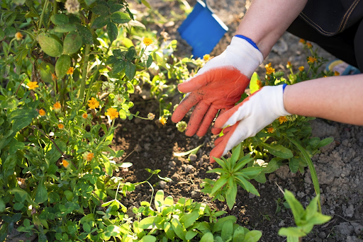 landscape maintenance guide