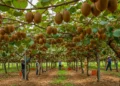 Kiwis Starting Fresh