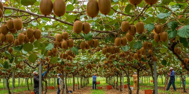 Kiwis Starting Fresh