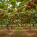 Kiwis Starting Fresh