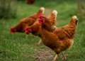 Chickens’ Flying Instincts