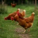 Chickens’ Flying Instincts